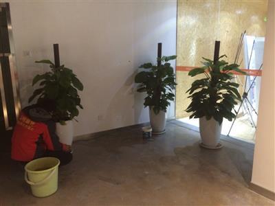 天津?qū)懽謽翘焯螟B綠植租賃公司 辦公樓花卉租擺