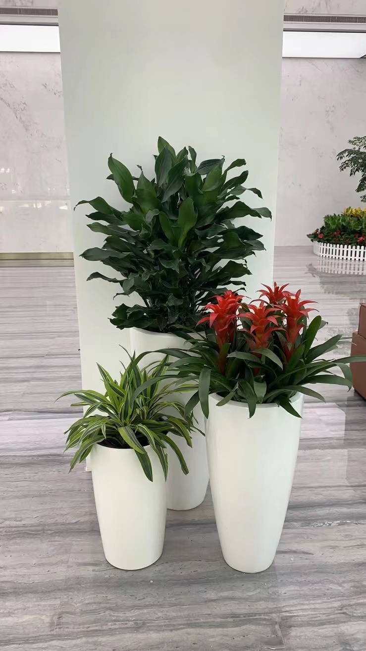 室內(nèi)擺放綠植 健康與美學(xué)的雙贏選擇——無錫綠植租賃服務(wù)解析