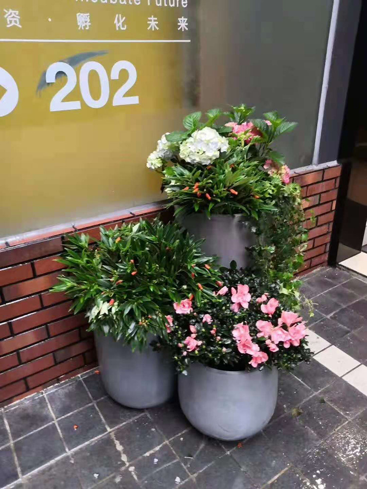 廣州天河區(qū)綠植花卉租賃 選擇專業(yè)靠譜的景采園林，讓活力綠意常伴