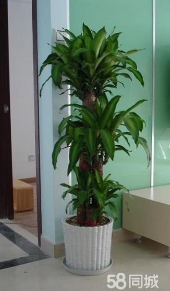上海辦公室植物租賃、綠植養(yǎng)護(hù)、室內(nèi)花卉租擺、種類全