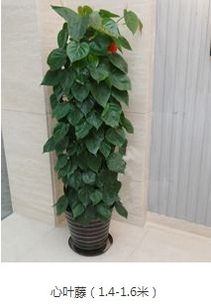 圖 成都西門(mén)武侯區(qū),青羊區(qū) 綠植租賃,花園設(shè)計(jì)施工 成都鮮花綠植