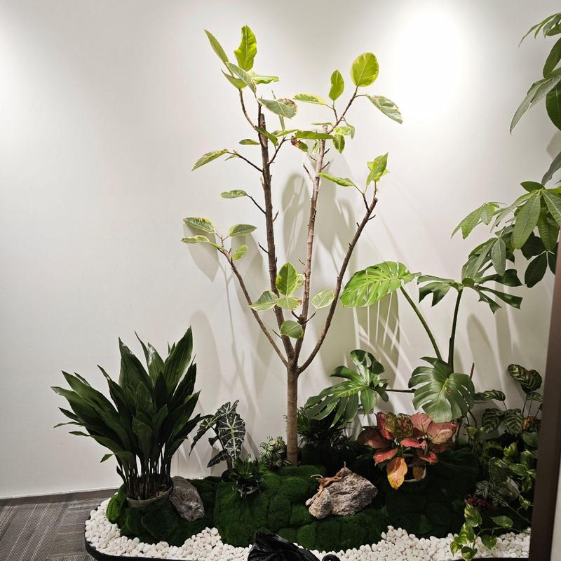 前臺(tái)綠植造景植物租擺#花卉租擺 #辦公室綠植推薦 #室內(nèi)盆栽 #綠植