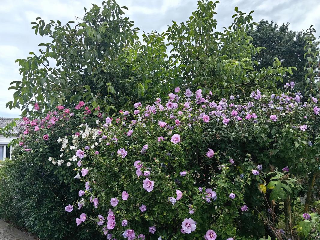 每個(gè)小院都是花園#觀賞花卉 #花草綠植 #花卉綠植 #美好心 - 抖音