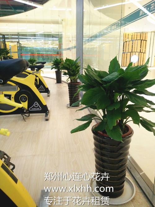 鄭州租花公司
