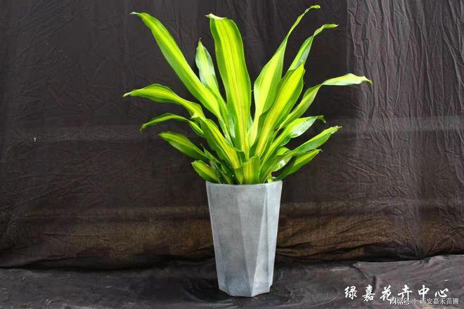 西安綠嘉花卉中心花卉租擺綠植租賃盆栽銷售服務公司